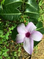 Cryptostegia madagascariensis Boj. resmi