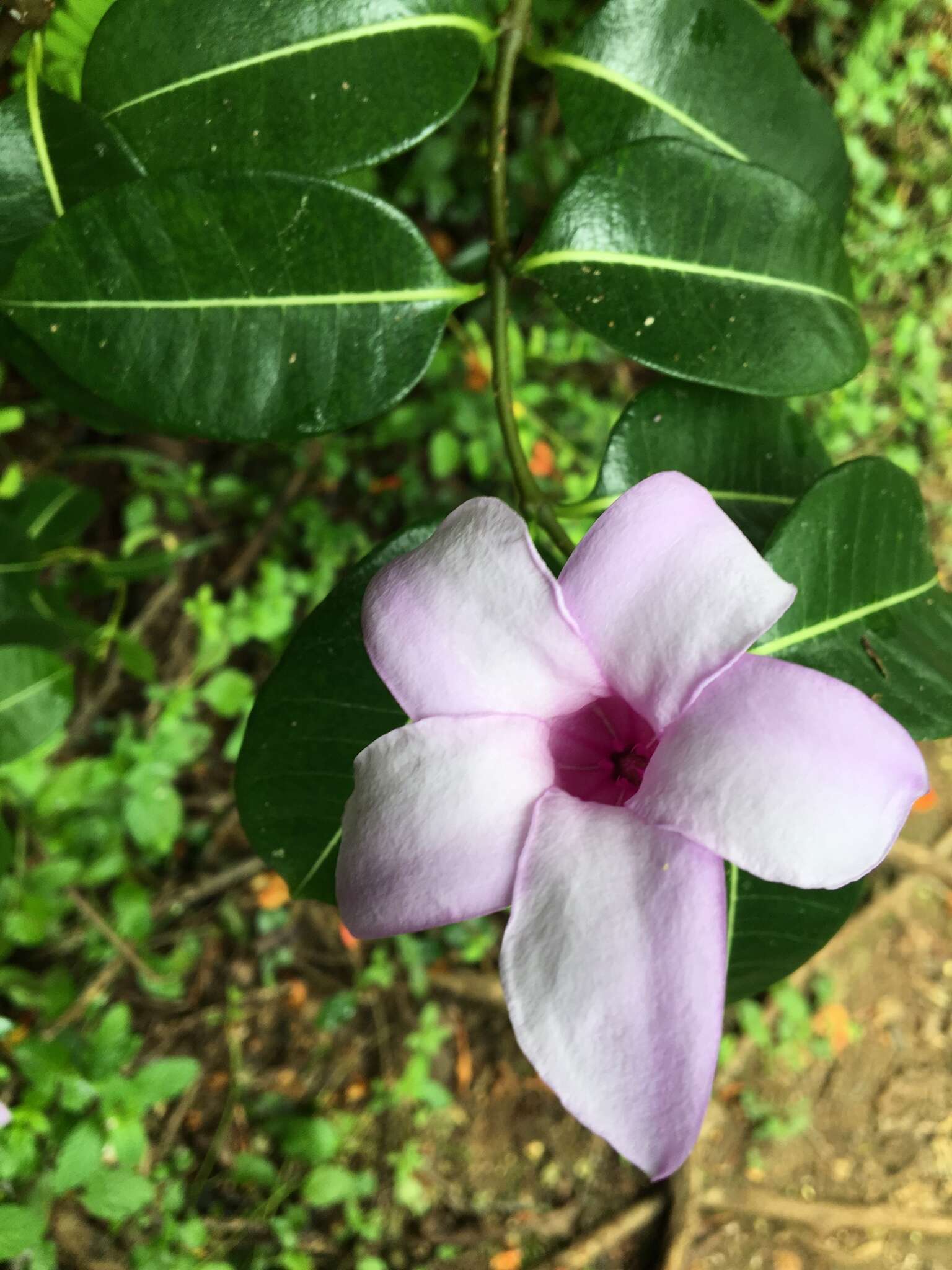 Cryptostegia madagascariensis Boj. resmi