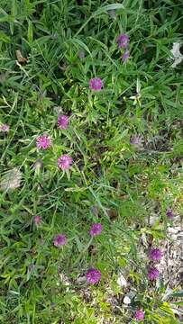 Imagem de Trifolium alpestre L.