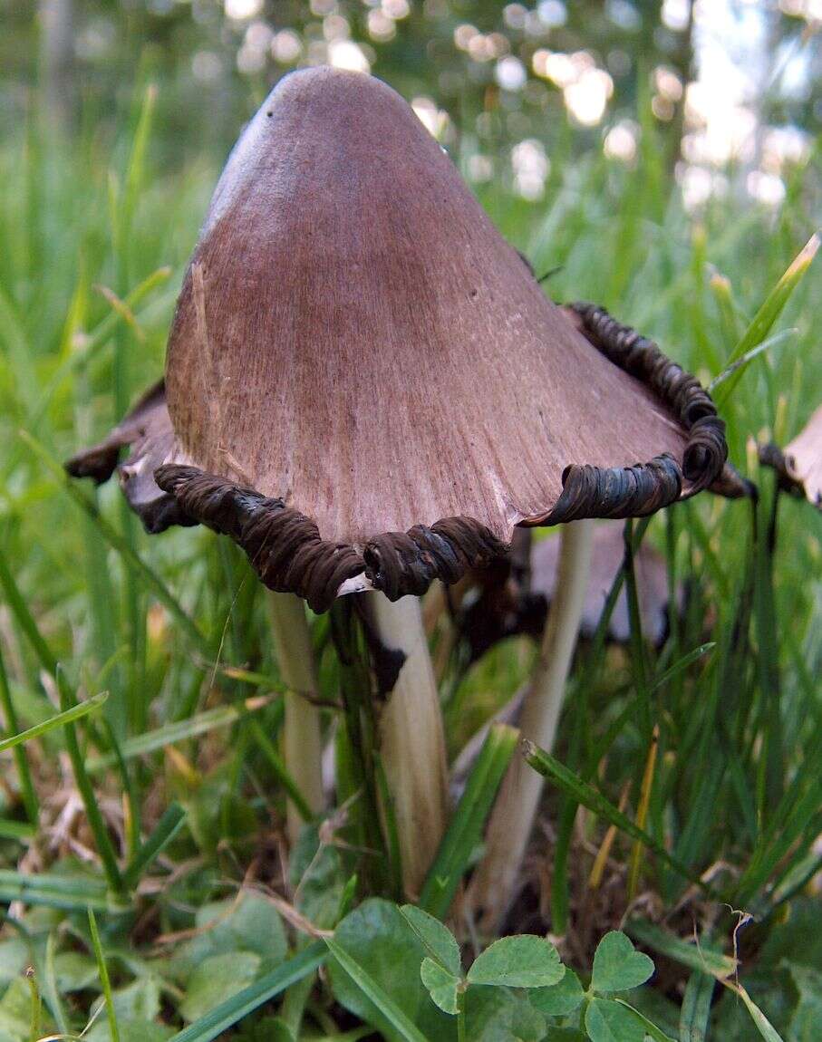 Coprinopsis atramentaria (Bull.) Redhead, Vilgalys & Moncalvo 2001 resmi