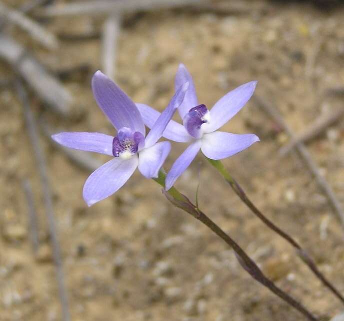 Image of Dainty blue china orchid