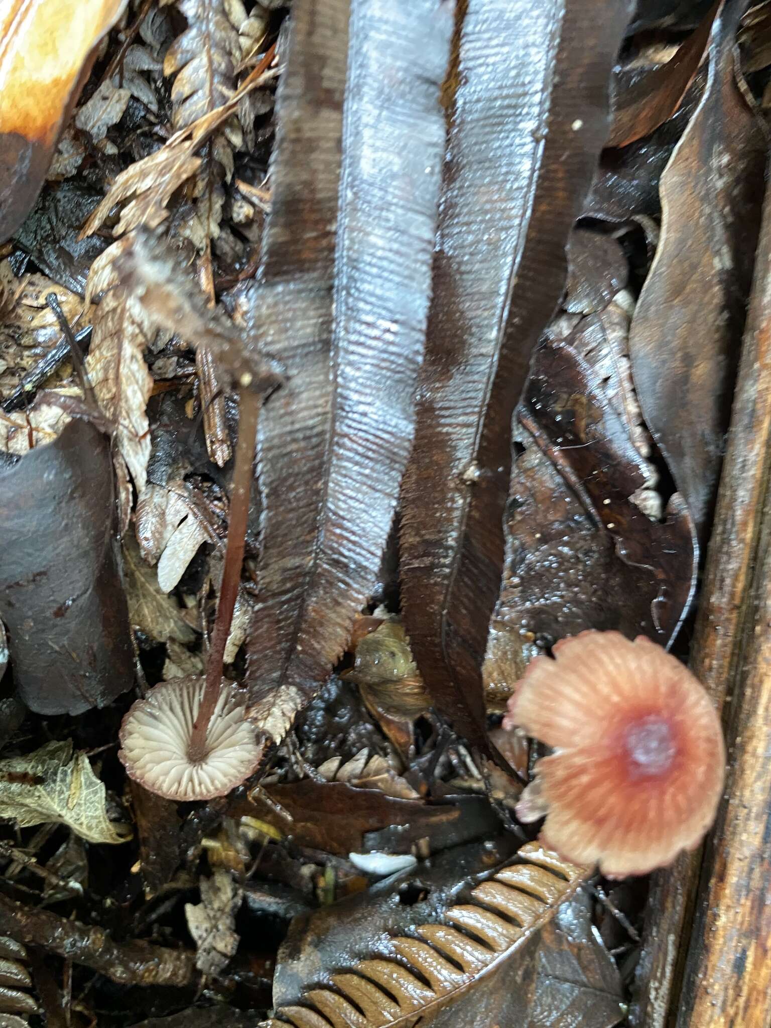 Plancia ëd Mycena mariae G. Stev. 1964