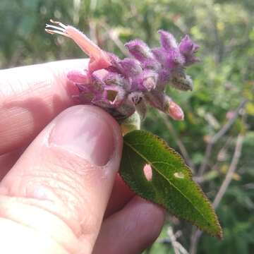 Image de Salvia lasiantha Benth.