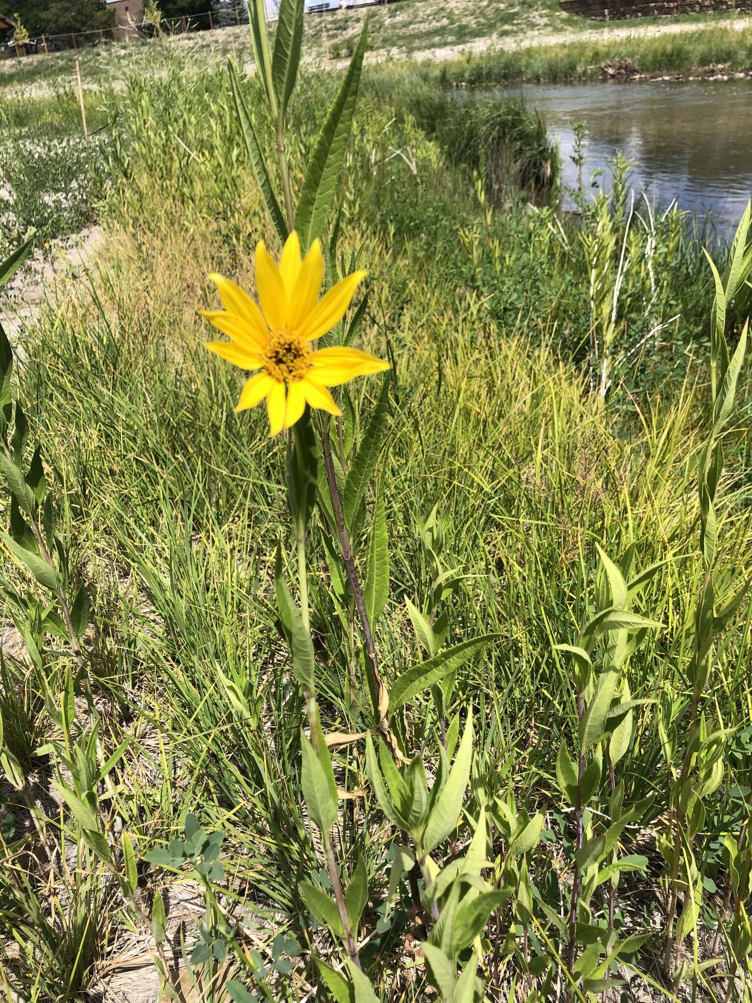 Sivun Helianthus nuttallii Torr. & A. Gray kuva