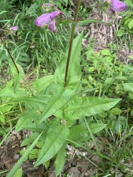 Image of longsepal beardtongue