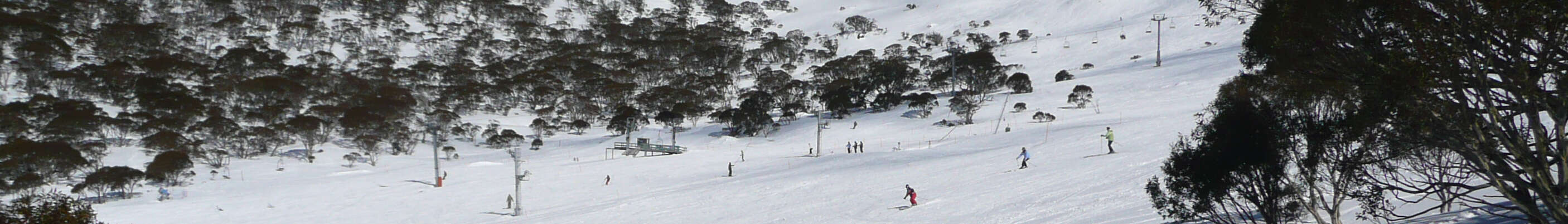 Image of snow gum