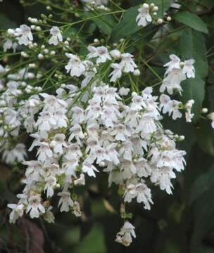 Prostanthera lasianthos Labill. resmi