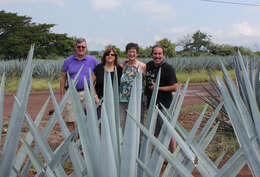 Image of tequila agave