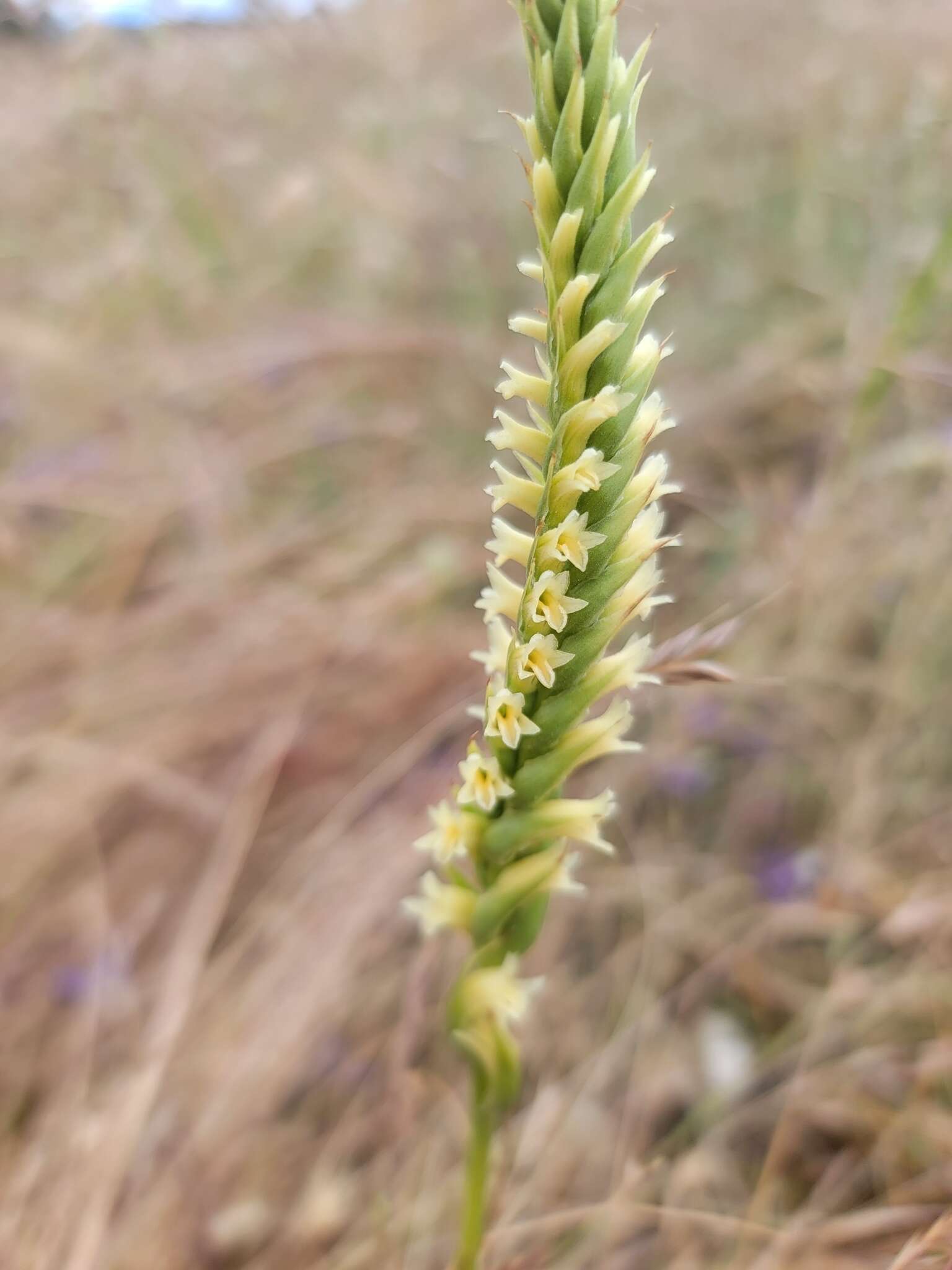 Image of Western Ladies'-Tresses