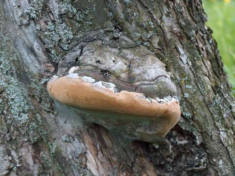 Image de Phellinus pomaceus (Pers.) Maire 1933