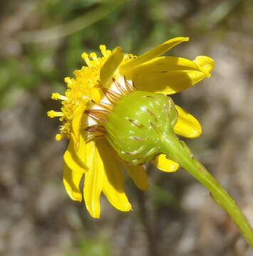 Image of <i>Senecio <i>juniperinus</i></i> var. juniperinus