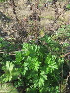 Image of common wormwood