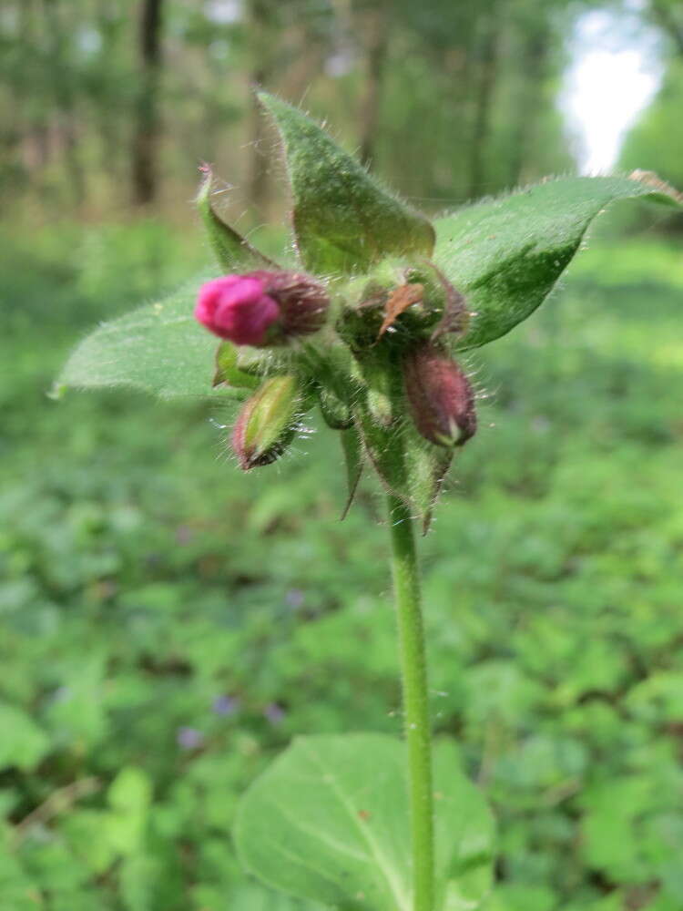 صورة Silene dioica (L.) Clairv.