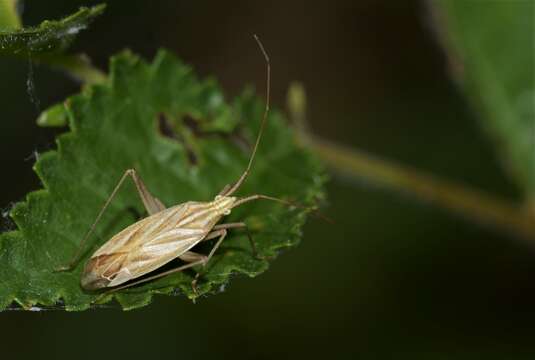 Image of Miridius quadrivirgatus (A. Costa 1853)