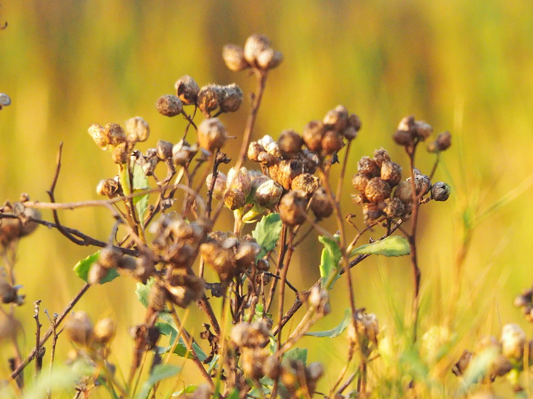 Image de Pluchea pteropoda Hemsl.