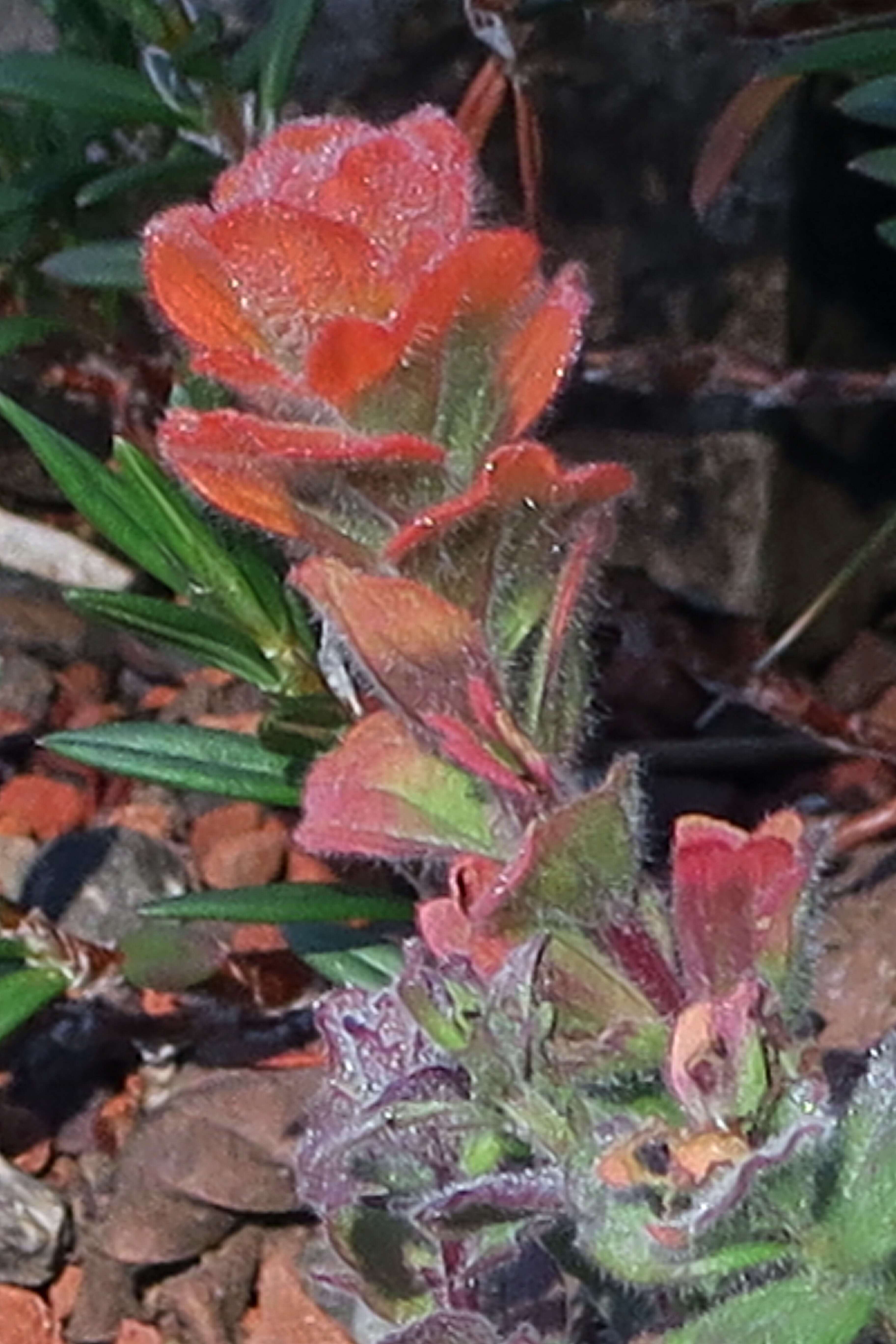 Image of Monterey Indian paintbrush