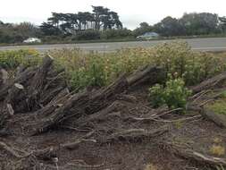 Image of clustered thistle