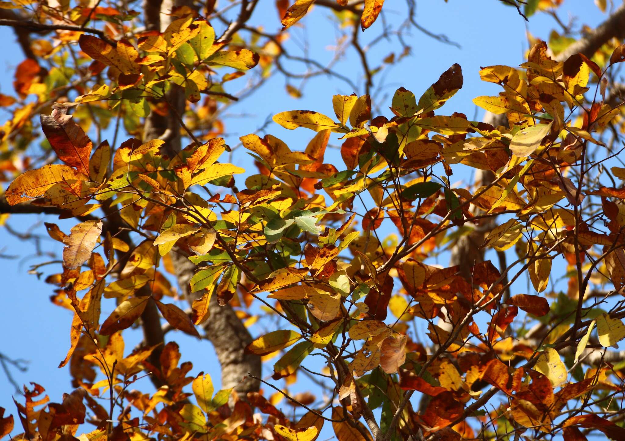 Image of lac tree