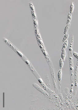 Image of Hypomyces chrysospermus Tul. & C. Tul. 1860