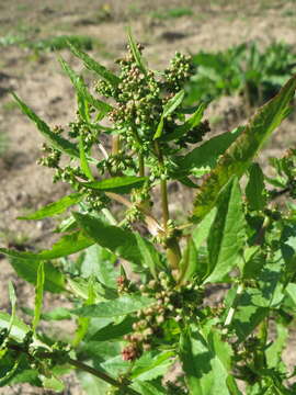 Imagem de Rumex obtusifolius L.