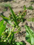 Imagem de Rumex obtusifolius L.