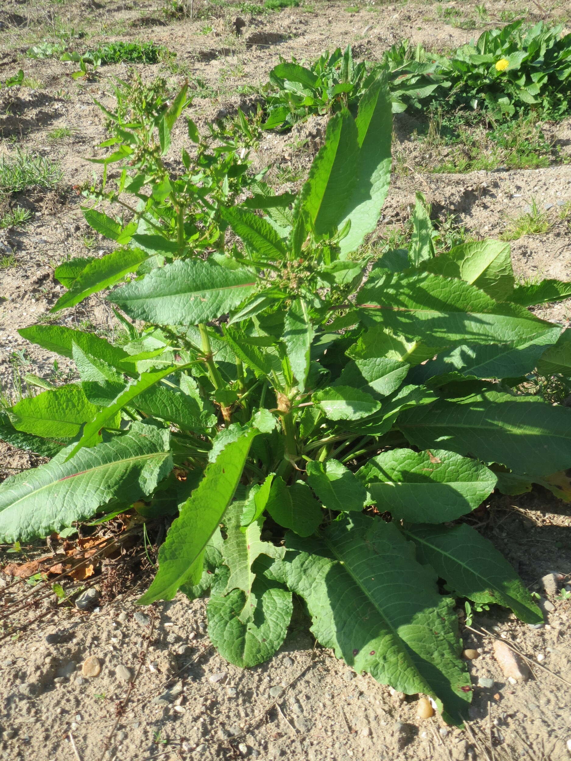 Imagem de Rumex obtusifolius L.