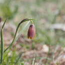 Image of Fritillaria drenovskii Degen & Stoj.