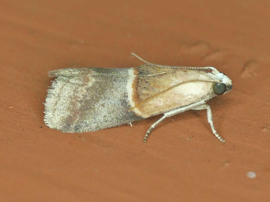 Image of Walnut Shoot Moth