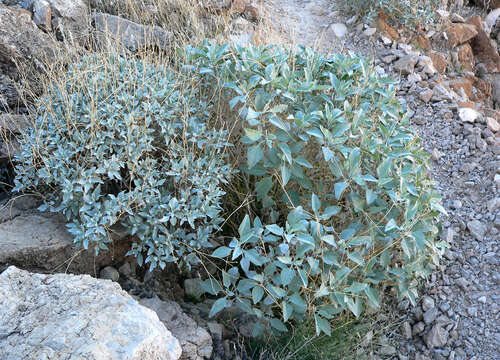 Image of brittlebush