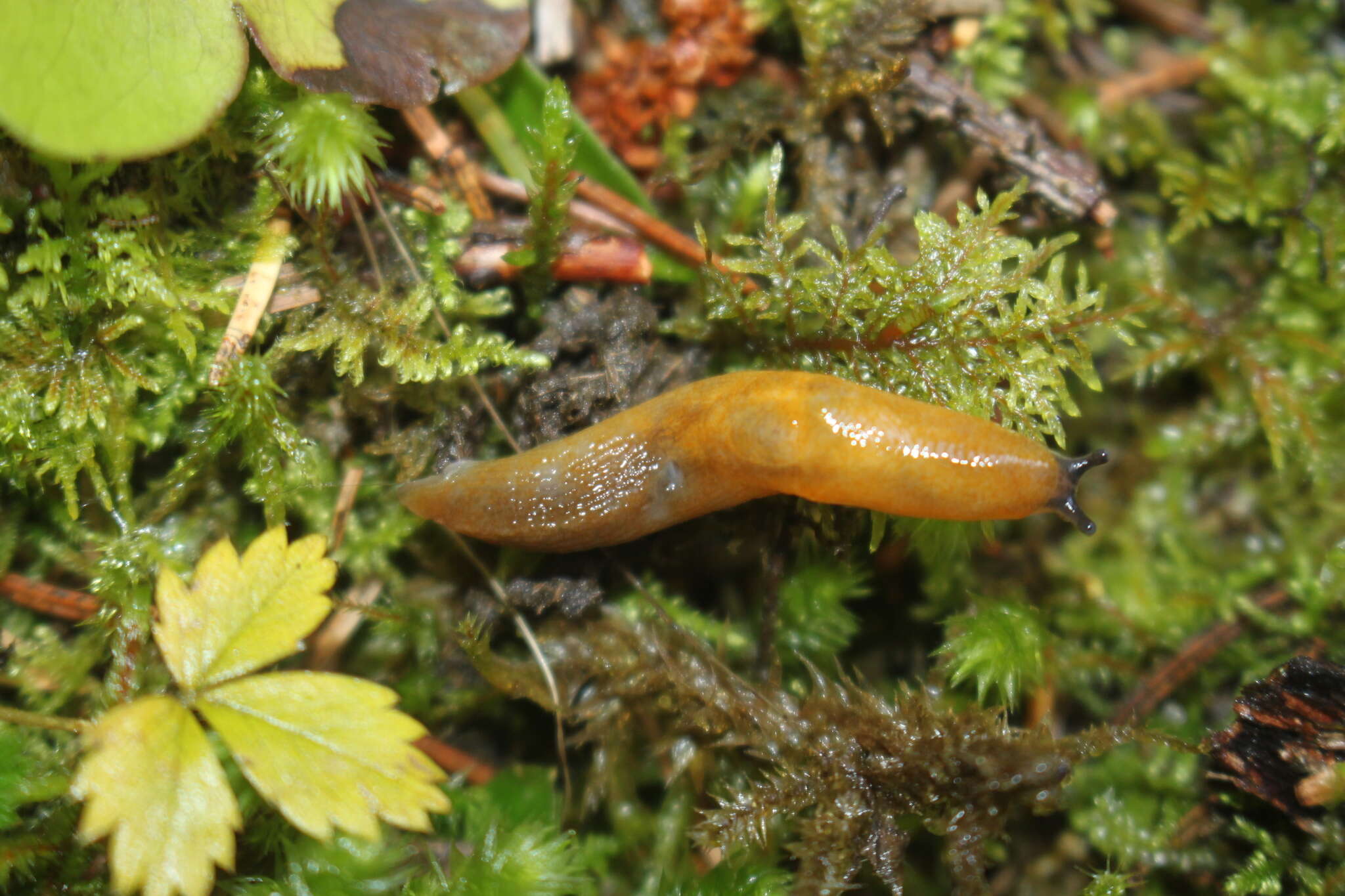 Malacolimax tenellus (O. F. Müller 1774)的圖片