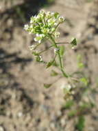 Image of shepherd's purse