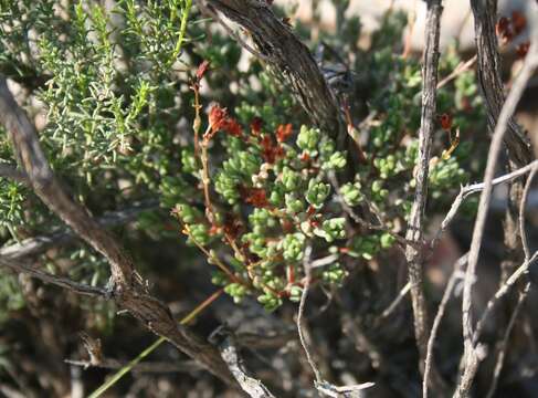 Image of Crassula biplanata Haw.