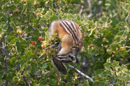 Image of Panamint Chipmunk