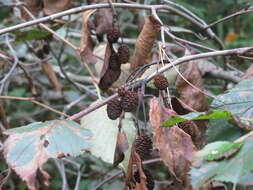 Imagem de Alnus alnobetula (Ehrh.) K. Koch