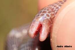 Image of Iberian Worm Lizard