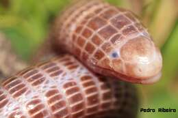 Image of Iberian Worm Lizard