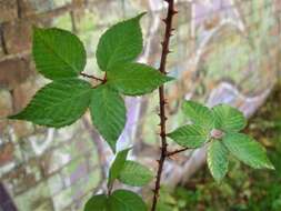 Image of Rubus adspersus Weihe ex H. E. Weber