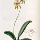 Слика од Gomesa ciliata (Lindl.) M. W. Chase & N. H. Williams