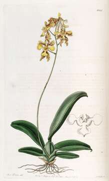 Gomesa ciliata (Lindl.) M. W. Chase & N. H. Williams的圖片