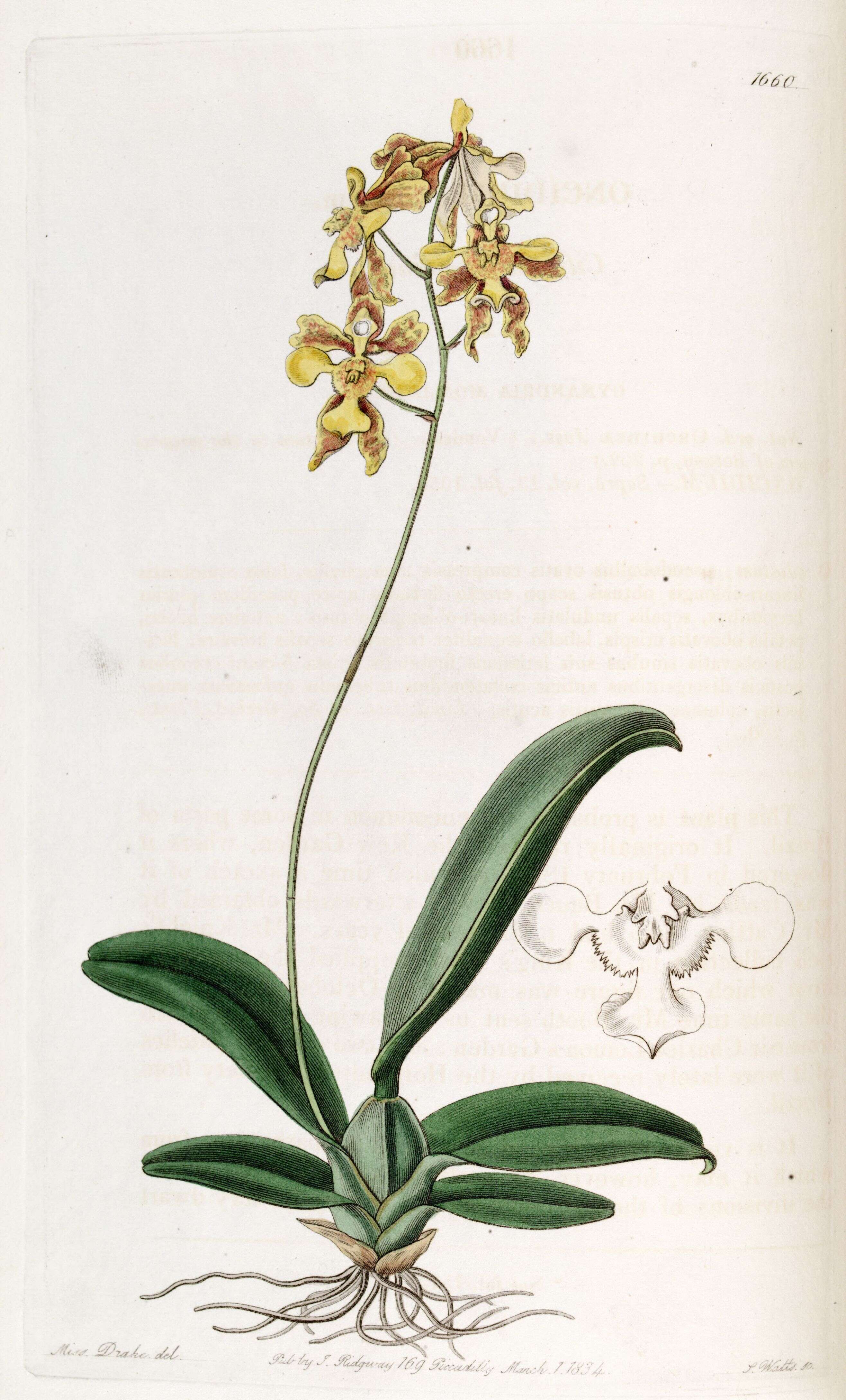 Слика од Gomesa ciliata (Lindl.) M. W. Chase & N. H. Williams