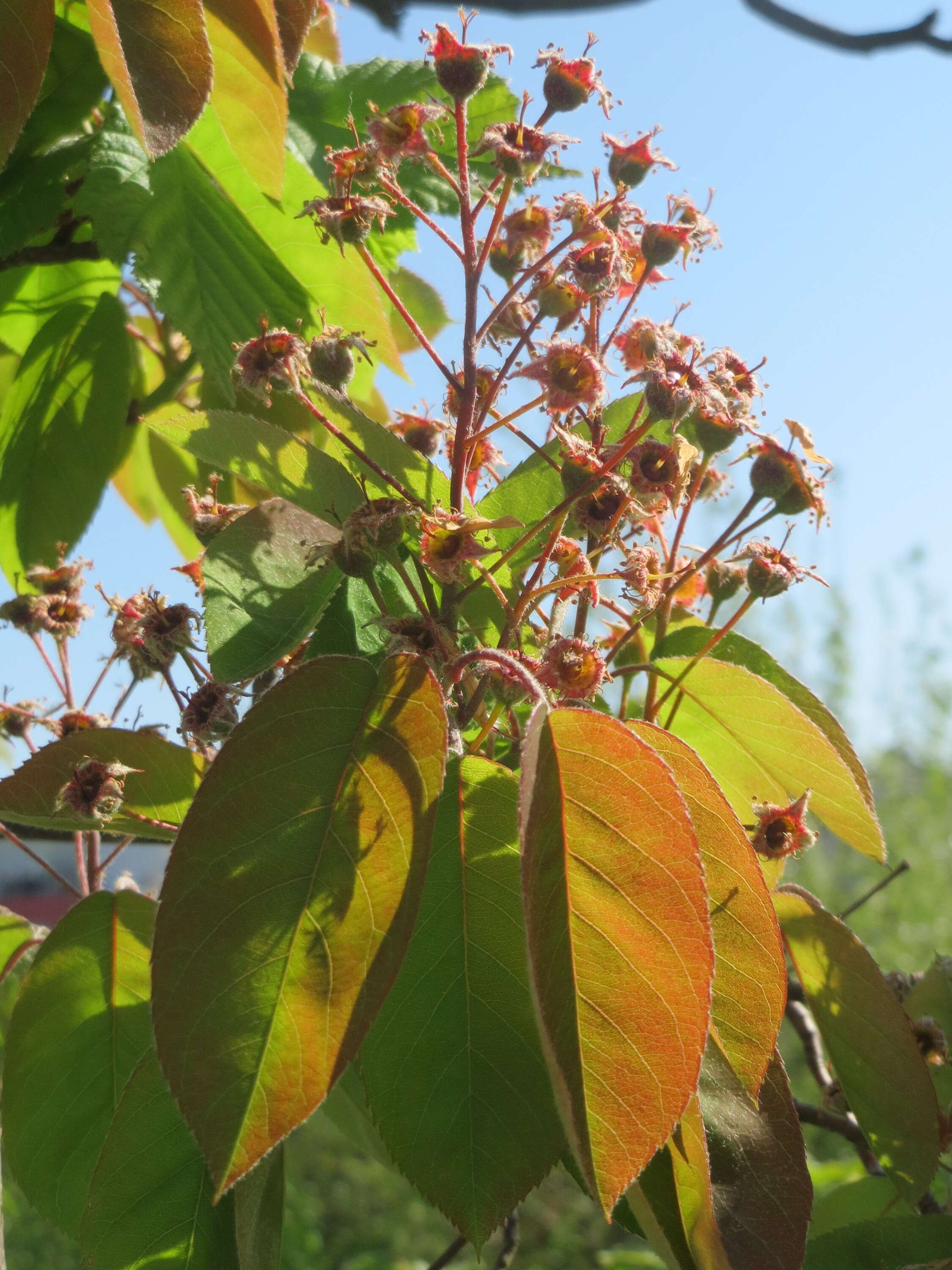 Image of Amelanchier lamarckii