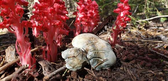 Image of Hygrophorus caeruleus O. K. Mill. 1984