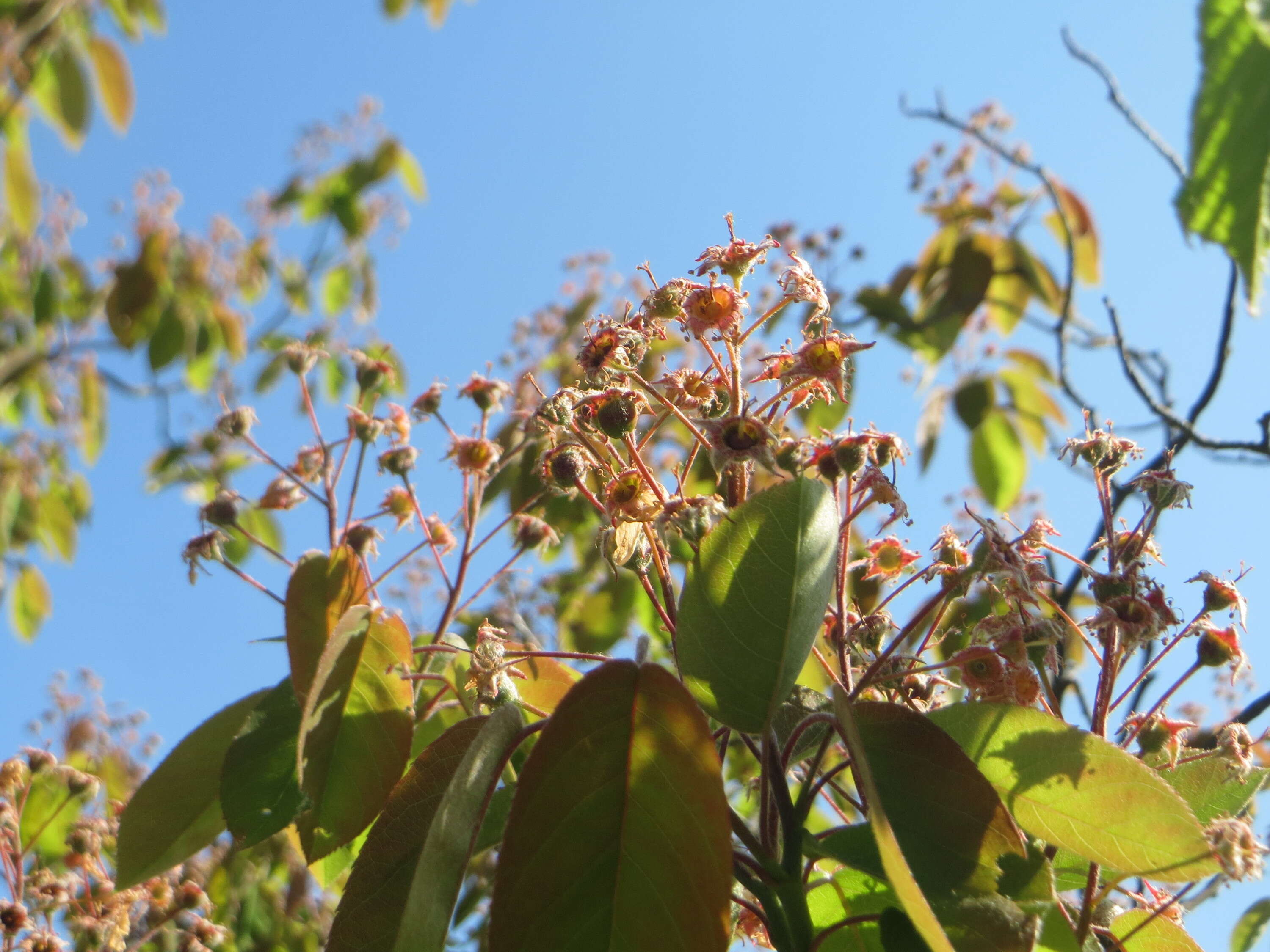 Image de Amelanchier lamarckii