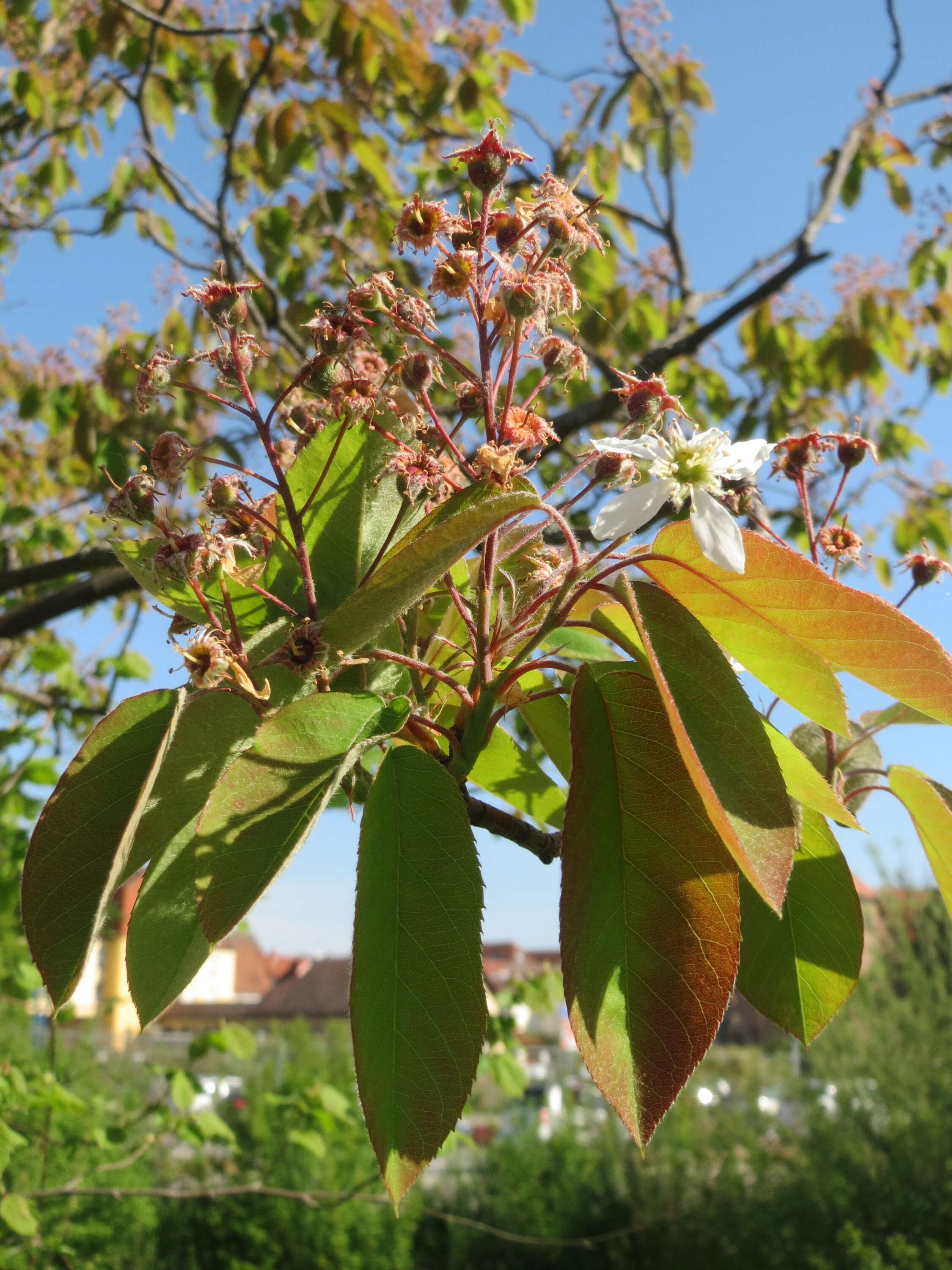 Image de Amelanchier lamarckii