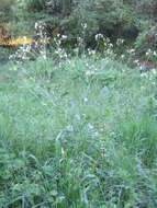 Image of wild radish