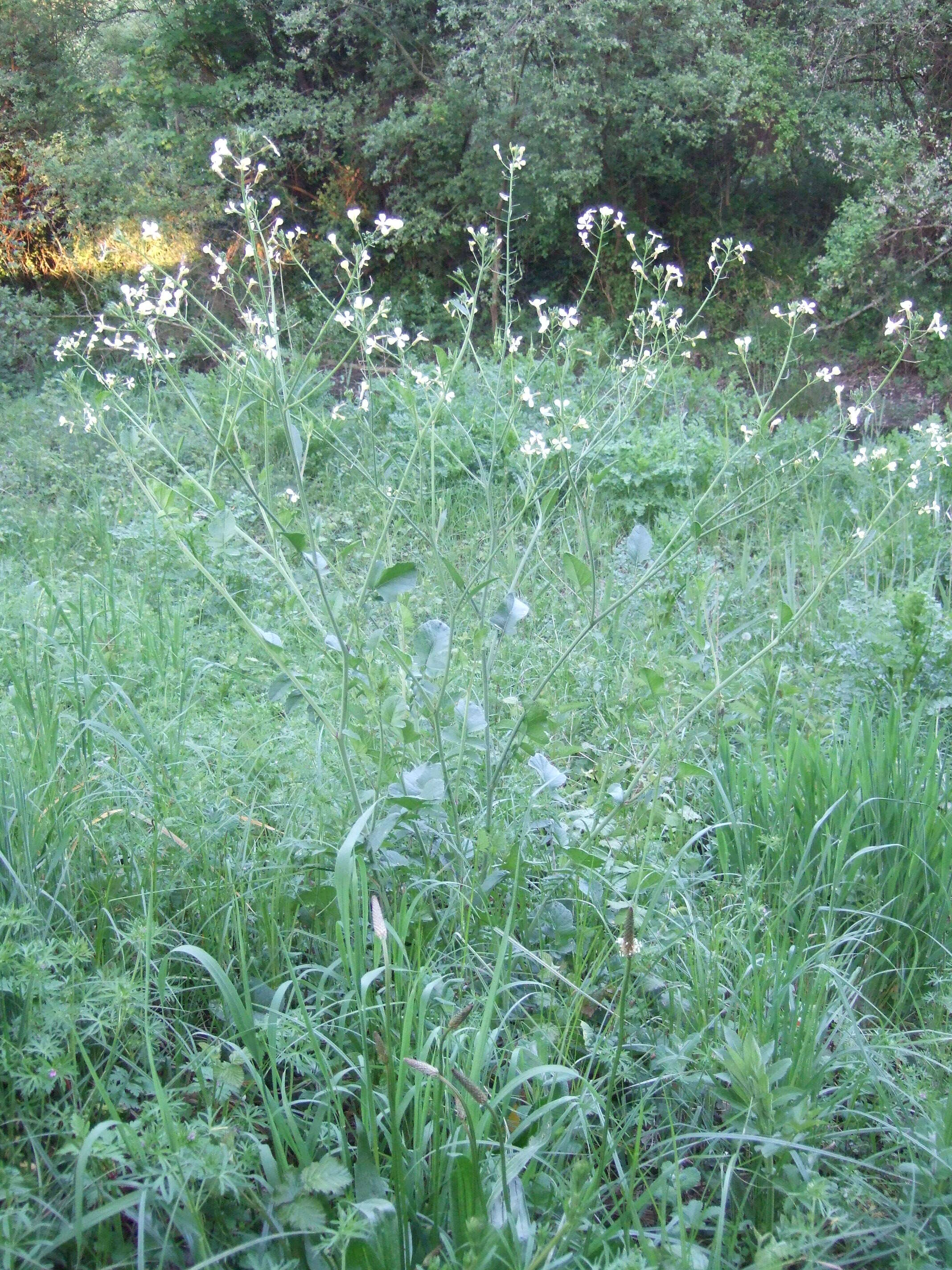 Image of wild radish