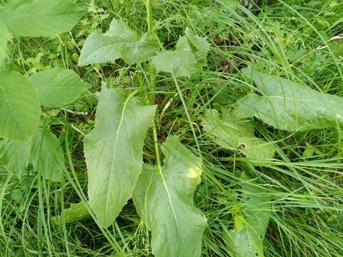 Image of Ligularia thyrsoidea (Ledeb.) DC.