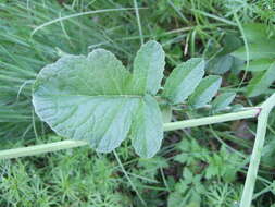 Image of wild radish