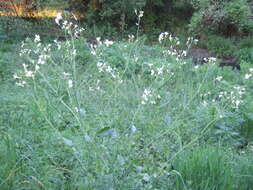 Image of wild radish