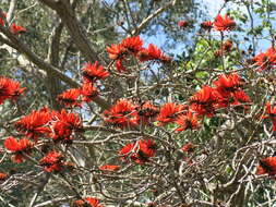 Image of Common Coral tree